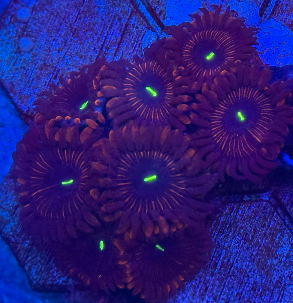 Red People Eater-Zoas