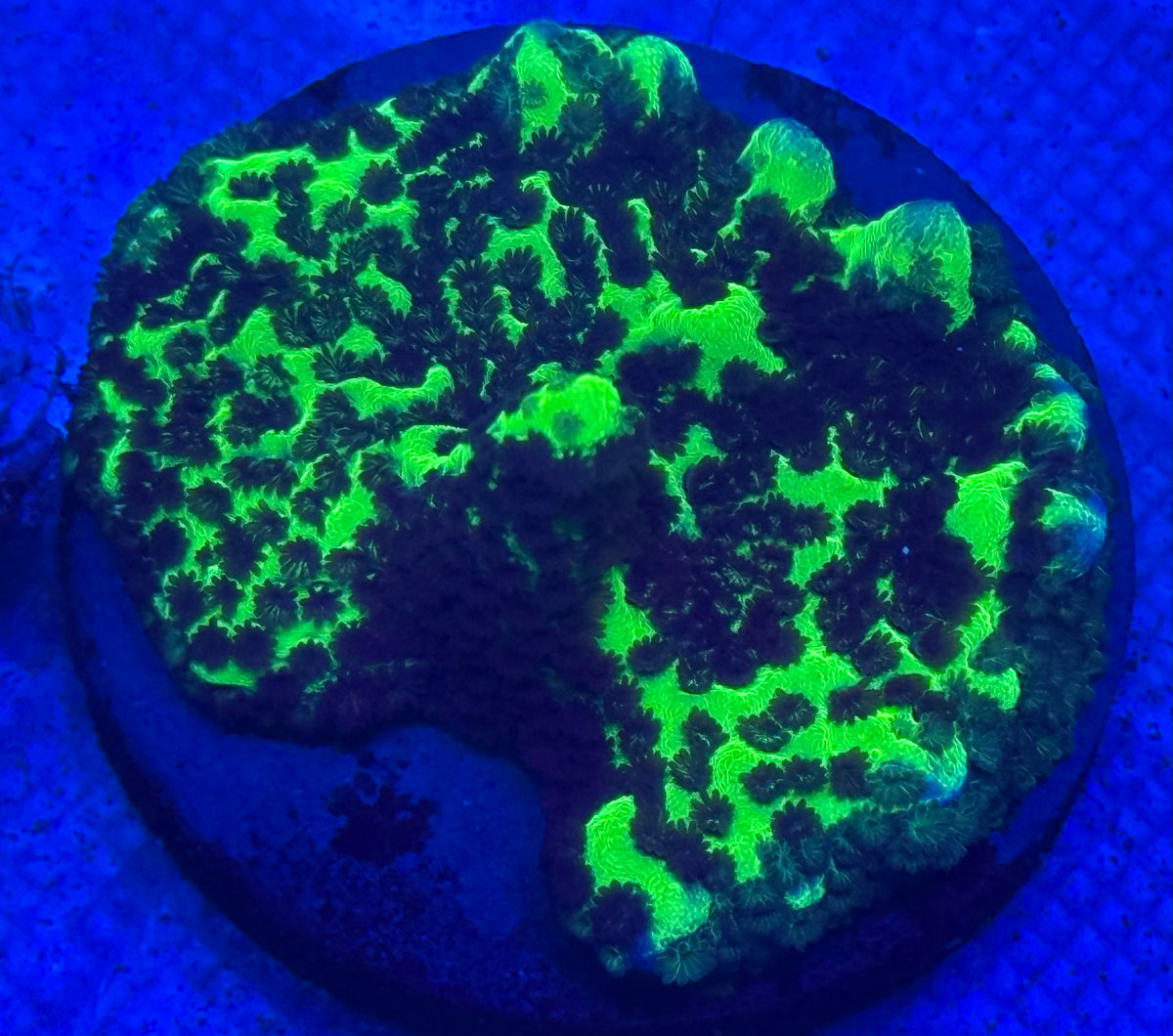Green Montipora-Auction
