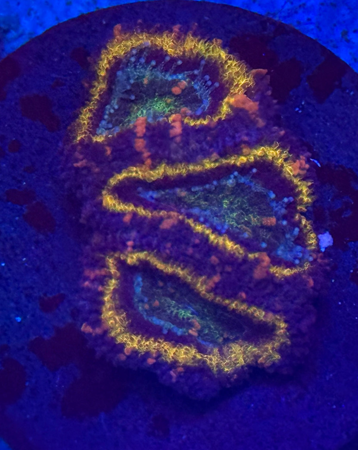 Gold Ring Acan-Auction