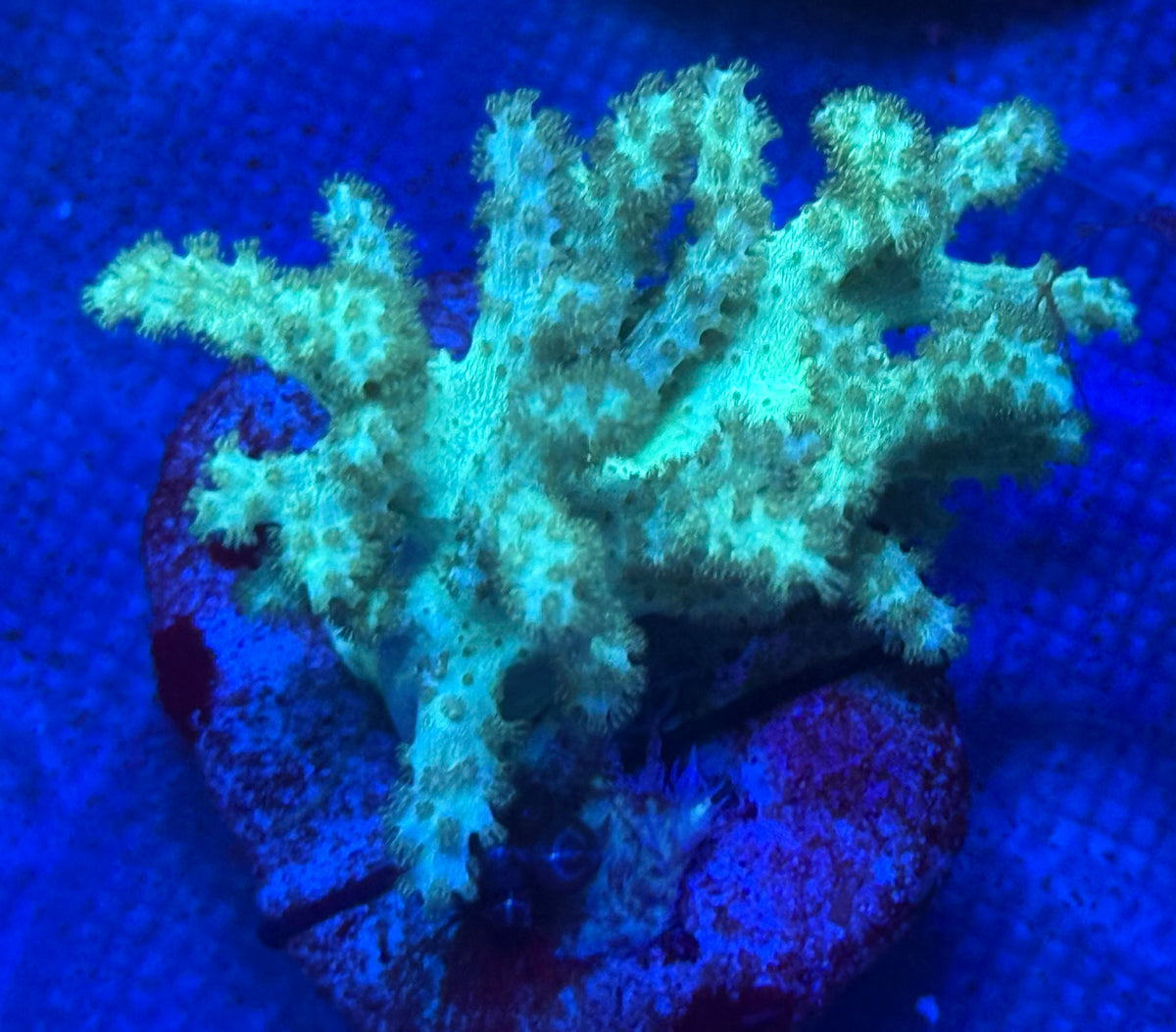 Green Leather Coral-Auction