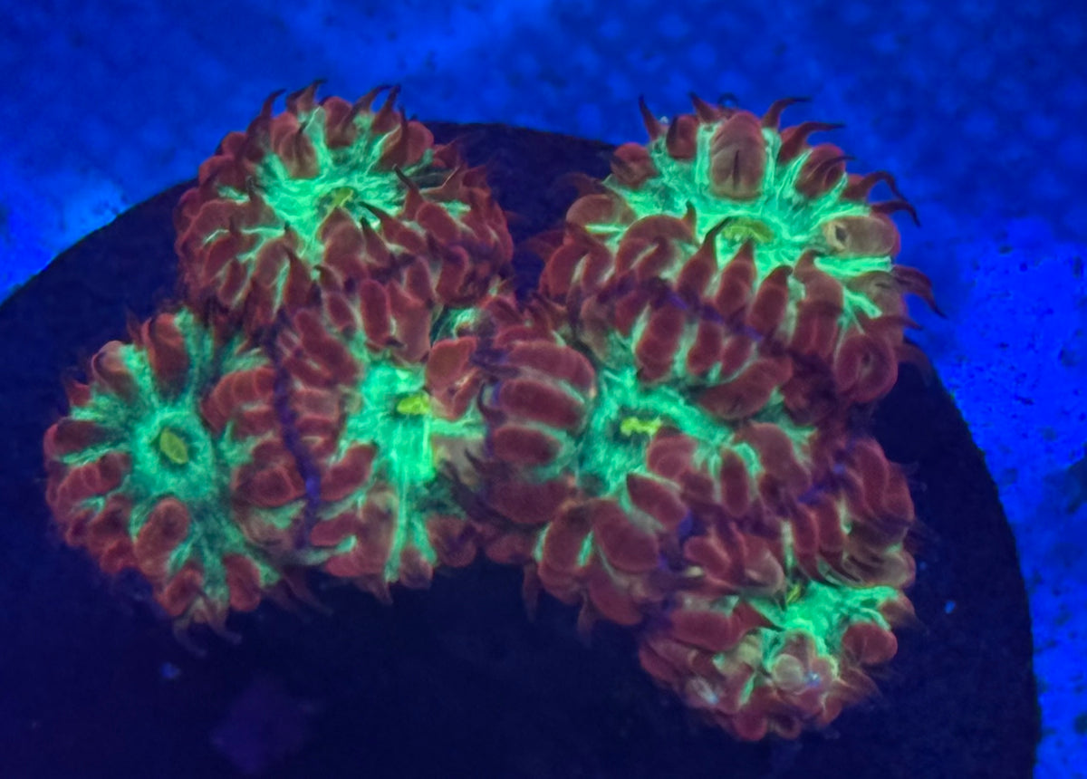 Blastomussa Merleti-Auction