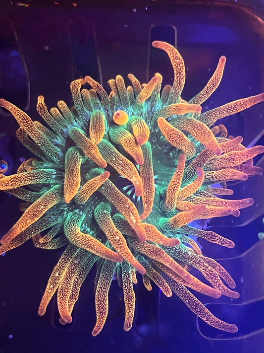 Ultra rainbow Bubble tip Anemone