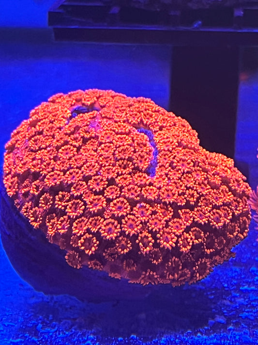 Red Goniopora Colony 4x3