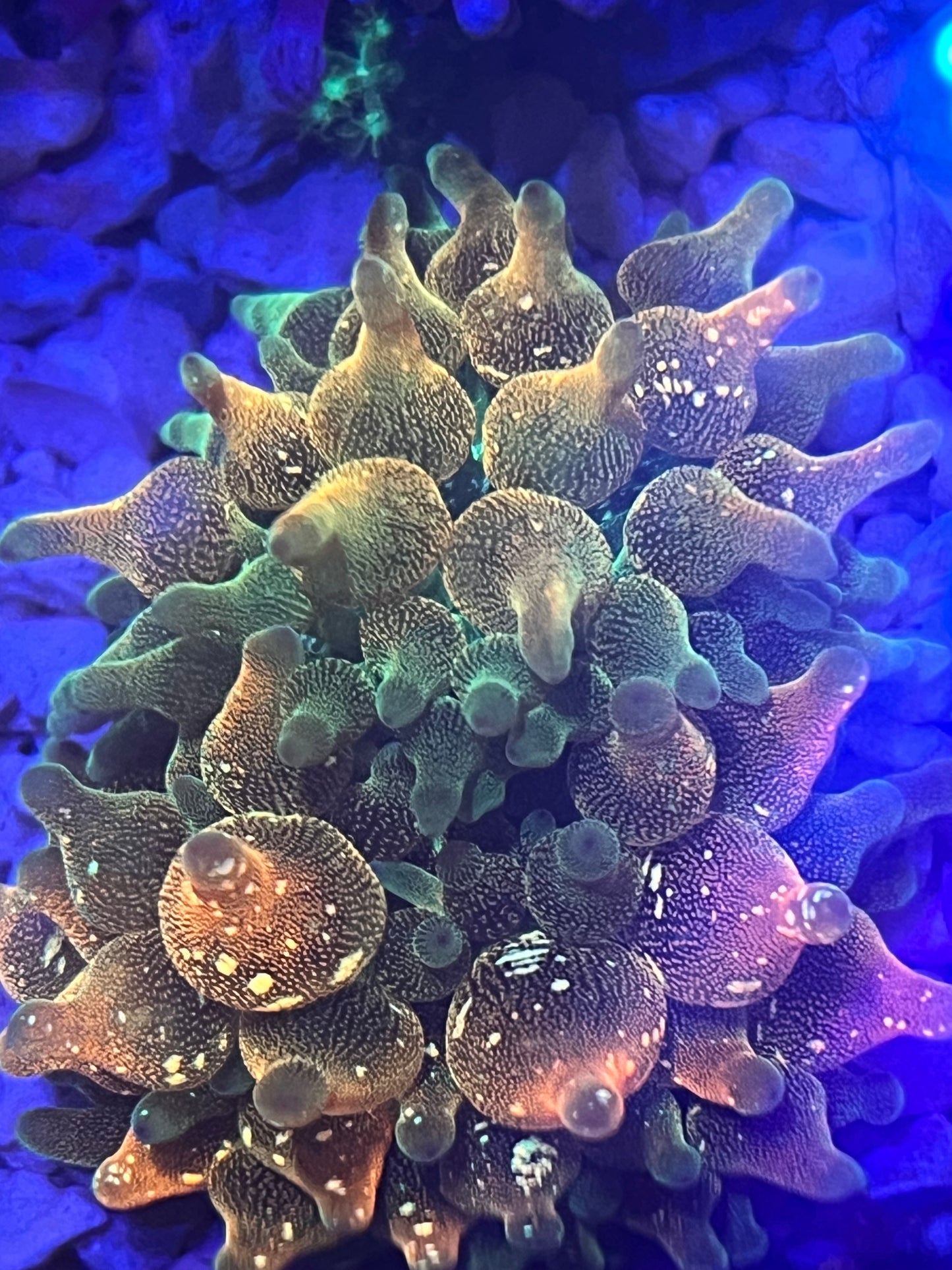 Warp Drive Anemone