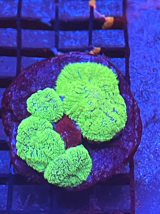Neon Rhodactis Mushroom rock