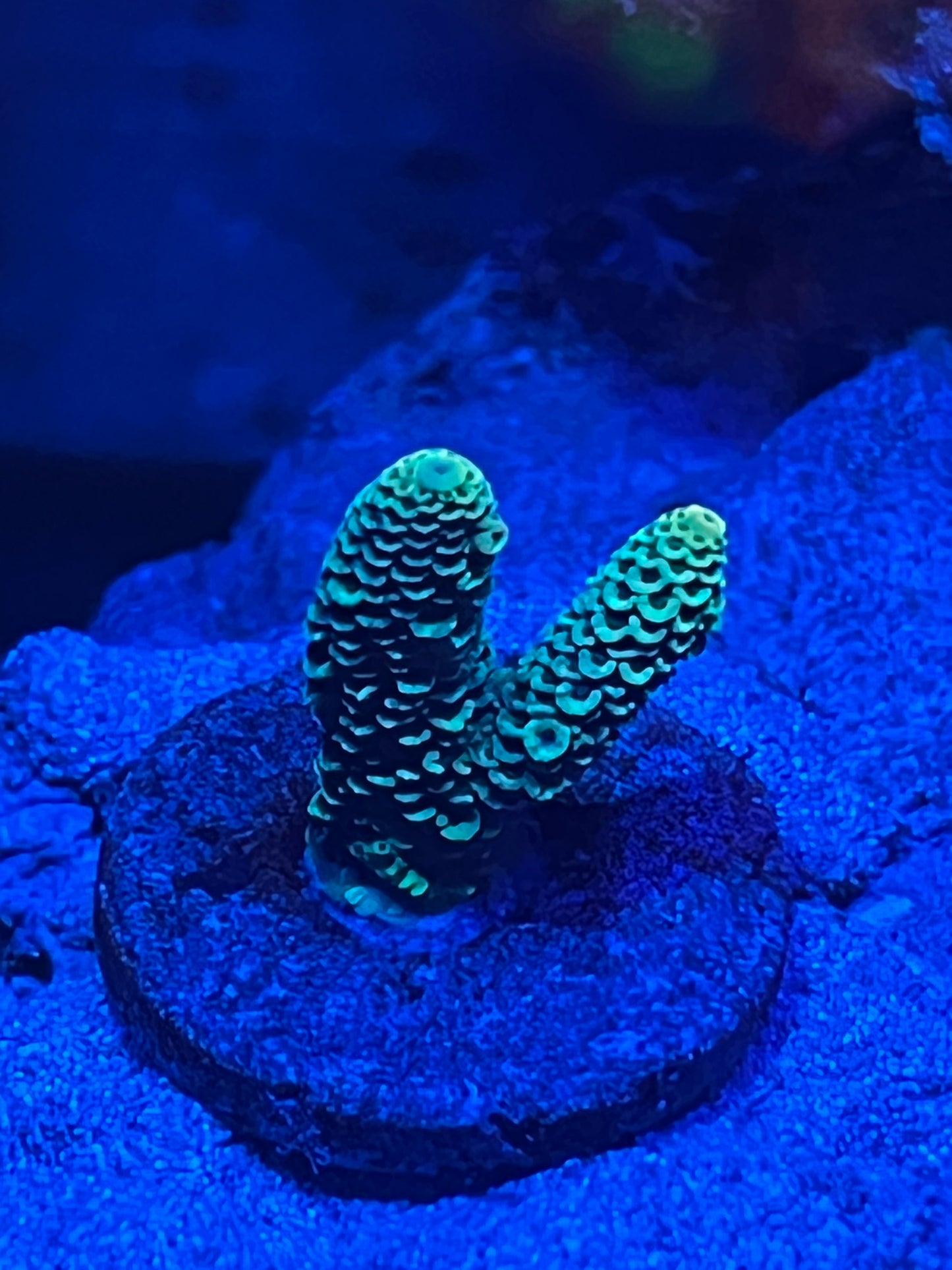 Multi-colored Millepora