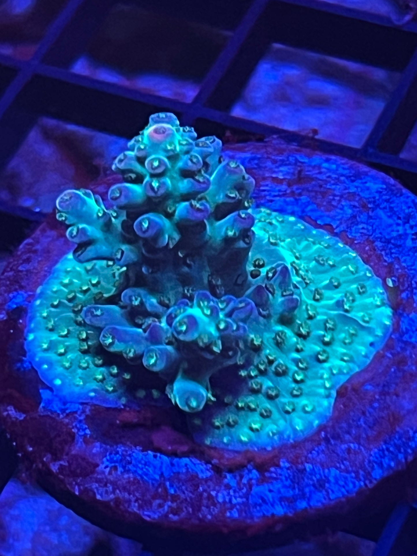 Pink tip Acro Frag