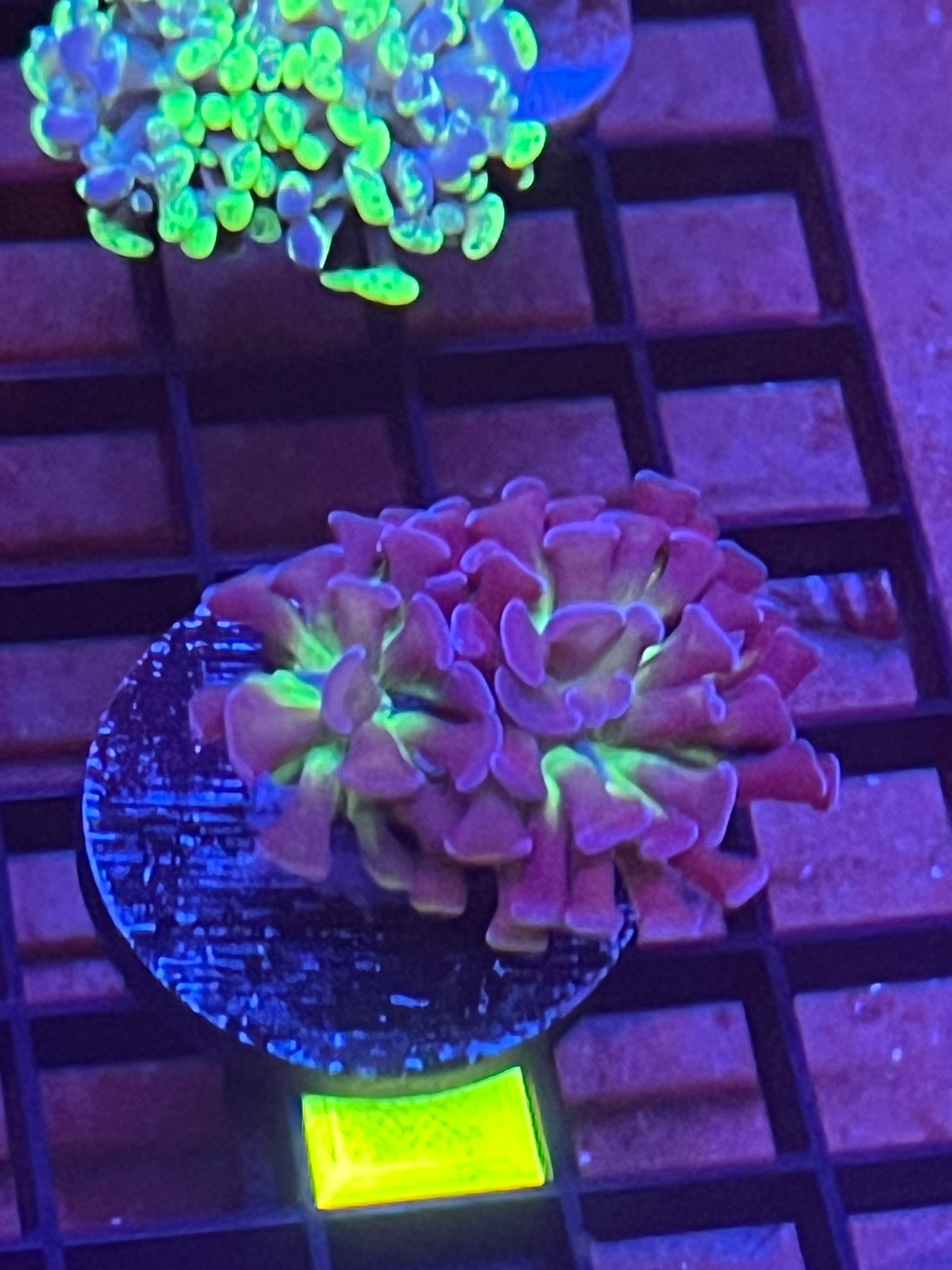 Green and Purple Hammer splitting head
