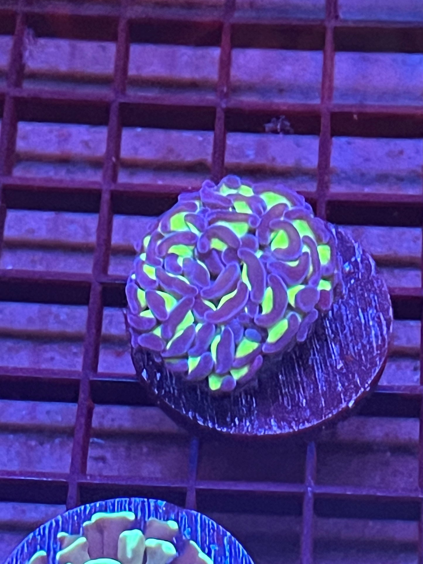 Neon Green and Lavender Hammer