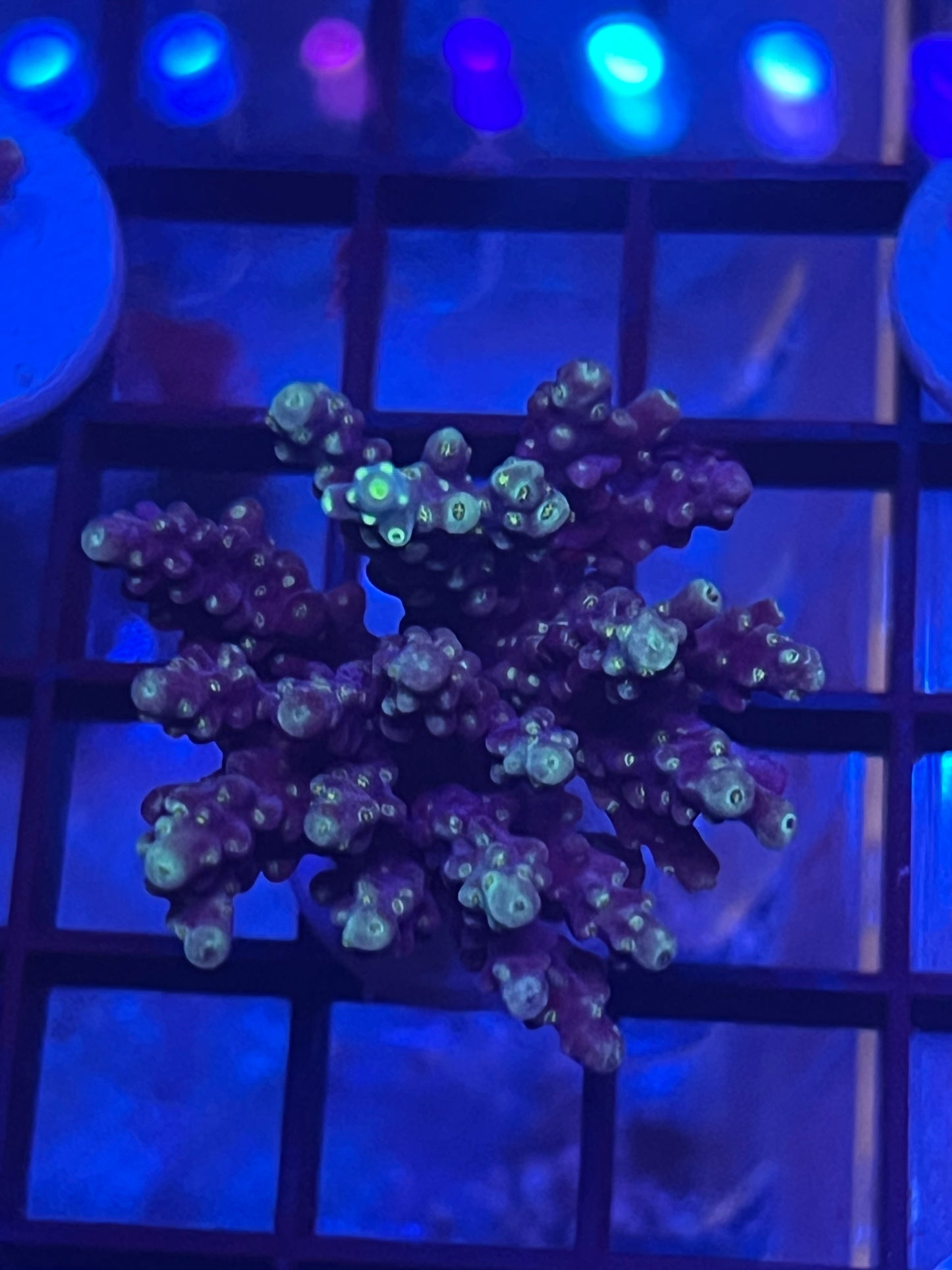 Wild Acro Frag 1x1 inch