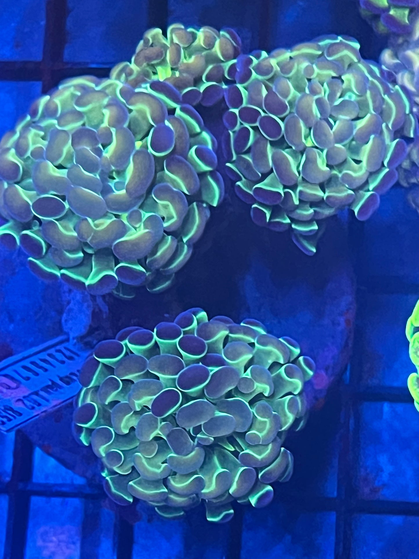 Hologram Hammer single head