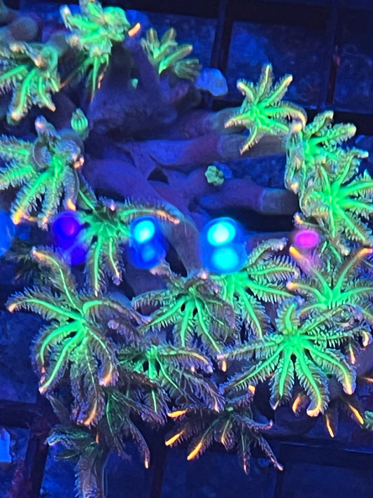 Firecracker Clove 4-5 polyps