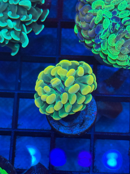 Yellow Velvet tip with Green Stalk Branching Hammer