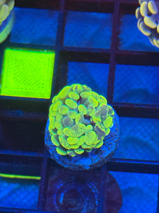Neon Yellow Splatter Hammer