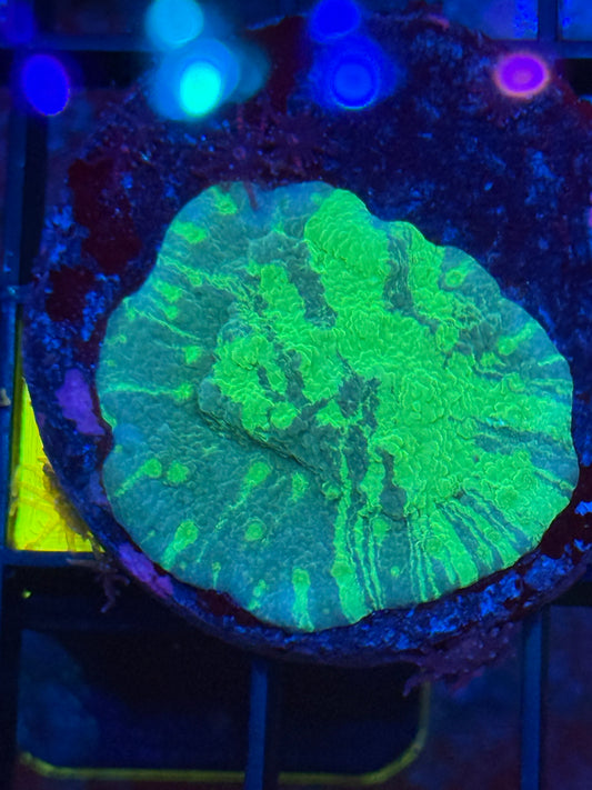 Ausie Splatter Encrusting Coral