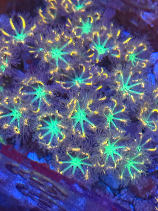 Firework Clove Polyp Neon Yellow