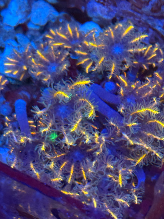 Firework Clove Polyp Neon Pink