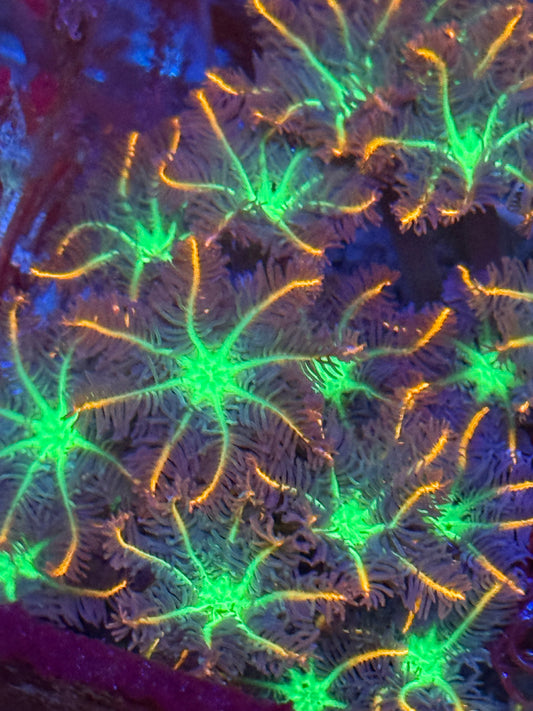 Firework Clove Polyp Neon Orange
