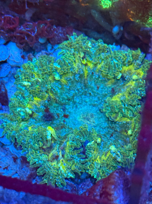 Rock Flower Anemone Green and Yellow Splatter