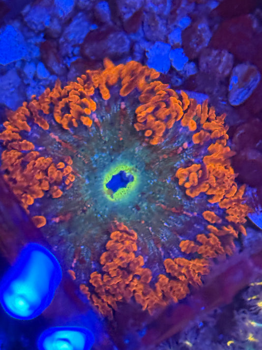 Rock Flower Anemone Red and Green