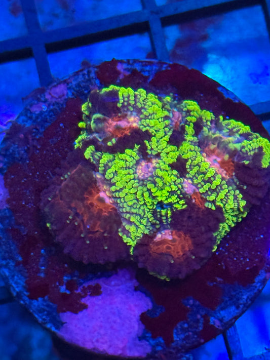 Splatter Grafted Favia