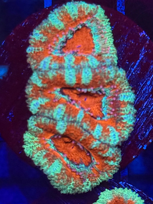 Acan