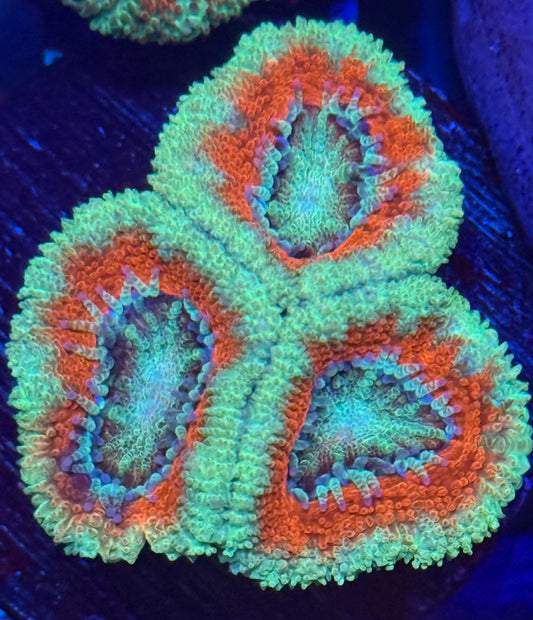 Acan