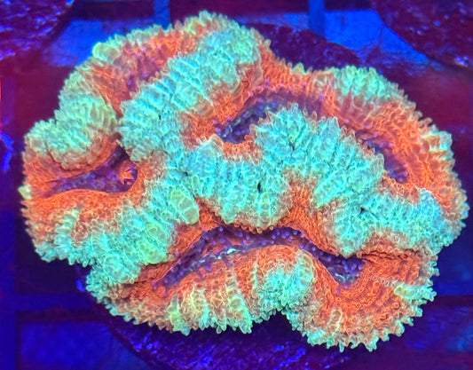 Acan