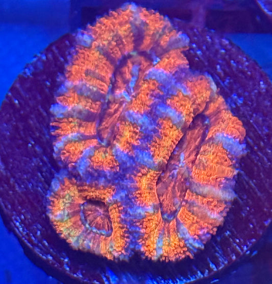 Acan