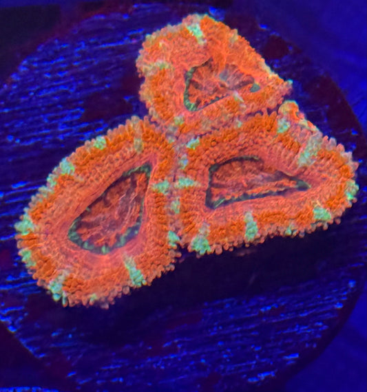 Acan