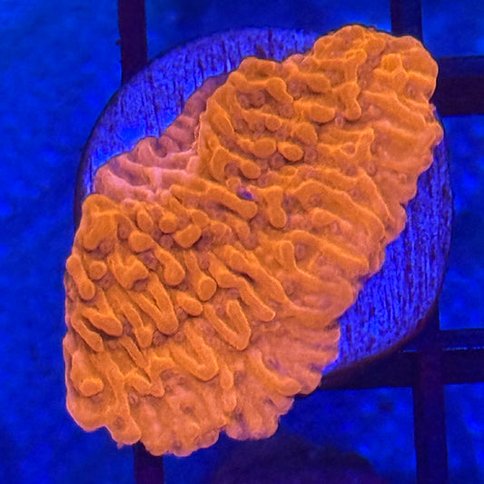 Red Montipora Plating Cap