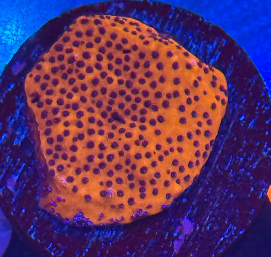 Red and Purple Montipora