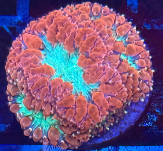 Blastomussa Wellsi