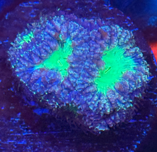 Blastomussa Wellsi