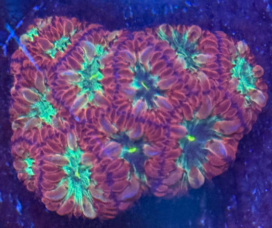 Blastomussa Merletti