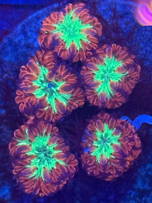 Blastomussa Merletti