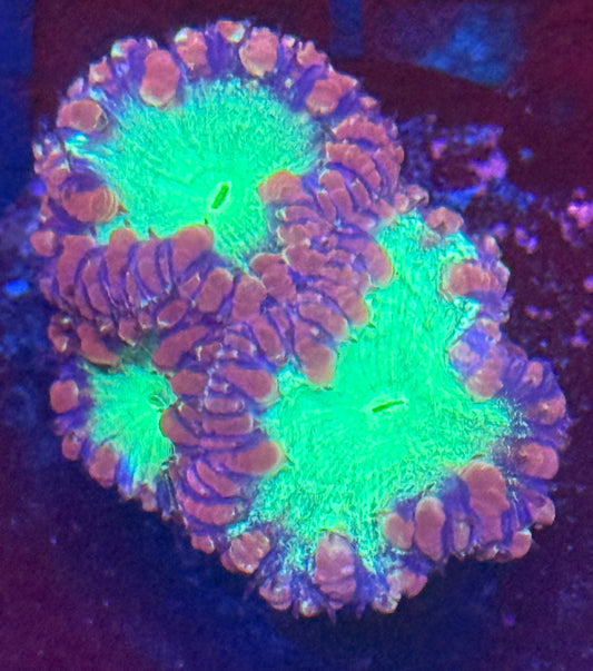 Blastomussa Wellsi