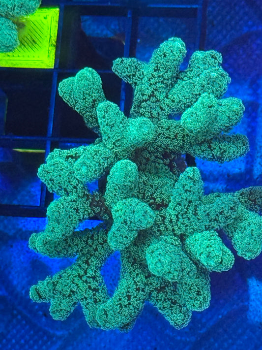 Rainbow Stylophora