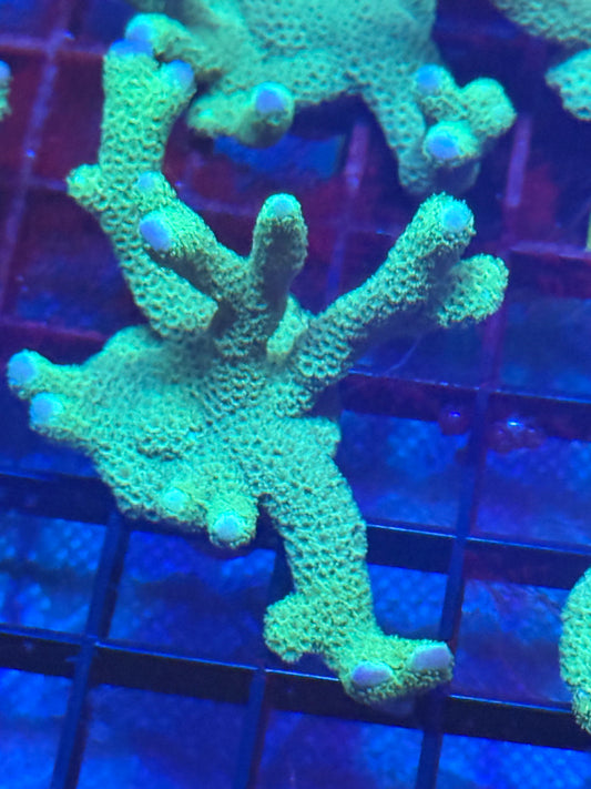 Montipora Digitata
