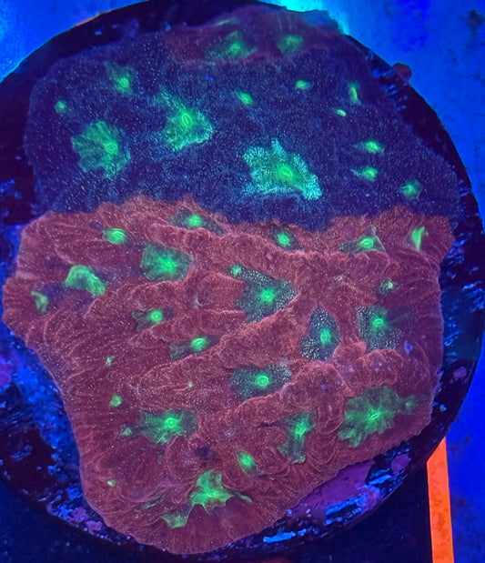 War Coral Favia perfect half split