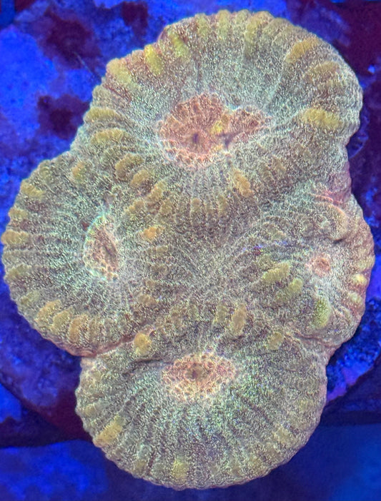 Gold Favia