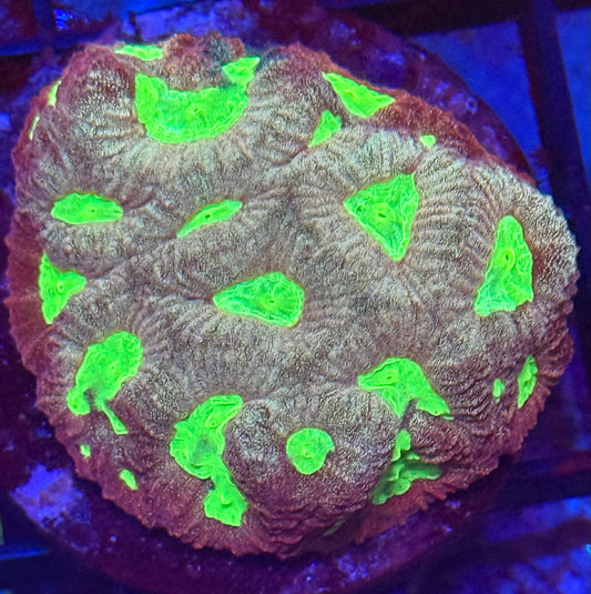 Nuclear Favia