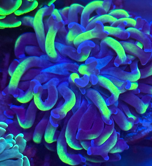 Long Tentacle green and purple swirl Hammer
