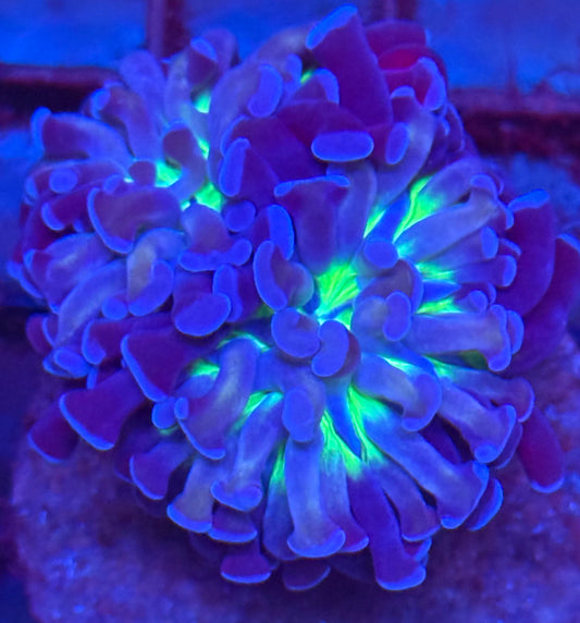 Purple green and gold Tiger Hammer