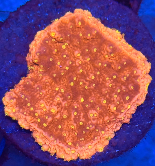 Sunburst Montipora
