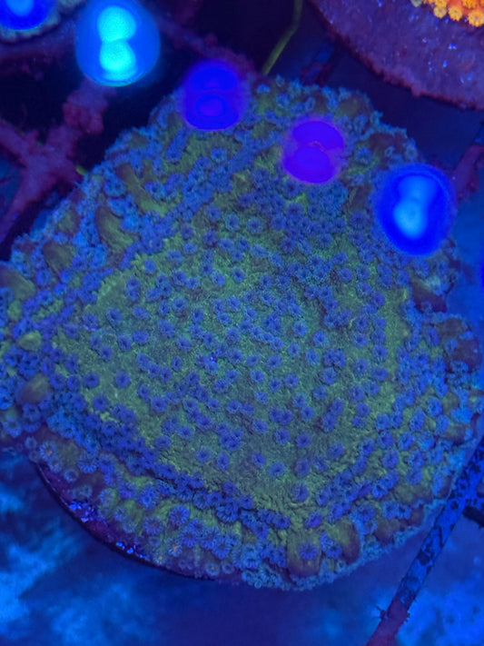 Green Joker Montipora
