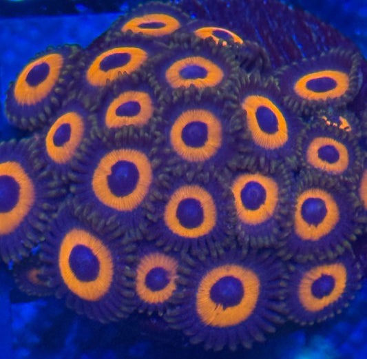 Zoa Disk 1.5in.