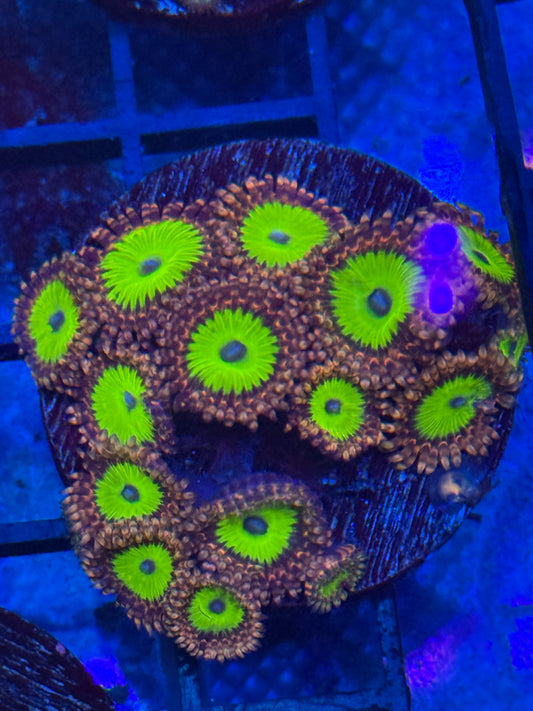 Zoas