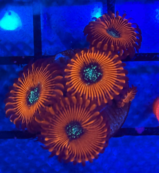 Magician Zoas