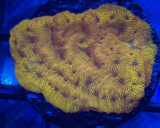 Orange Leptoseris